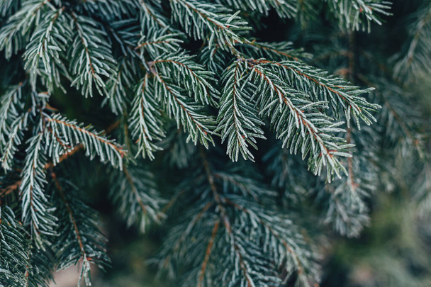 Fluffy branches of a fir-tree with frost. Christmas wallpaper or postcard concept. Selective focus. - Valokuva, kuva