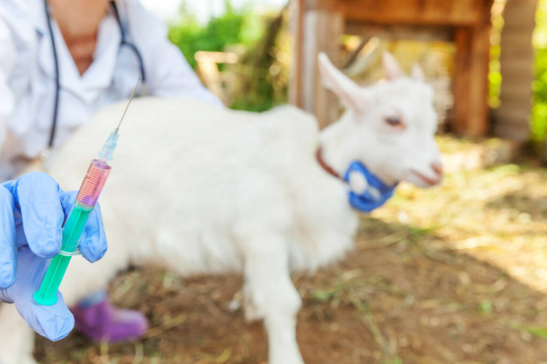 Mujer joven veterinaria con jeringa que sostiene e inyecta cabrito de cabra en el fondo del rancho. Cabra joven con manos de veterinario, vacunación en eco granja natural. Cuidado de los animales y concepto de agricultura ecológica - Foto, Imagen