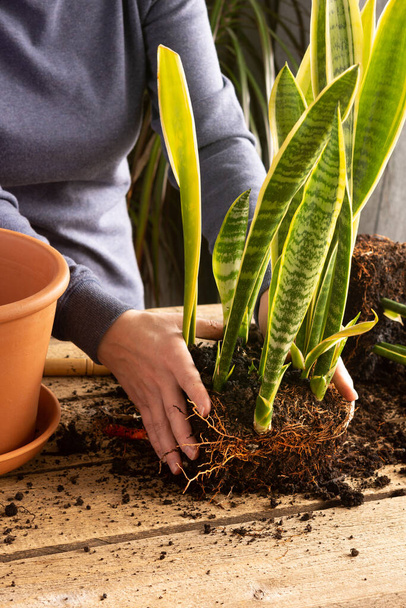 Proces van het transplanteren van een home flower Sansevieria in een klei pot, slangenplanten op een houten tafel, vrouw tuinman transplanteert kamerplant - Foto, afbeelding