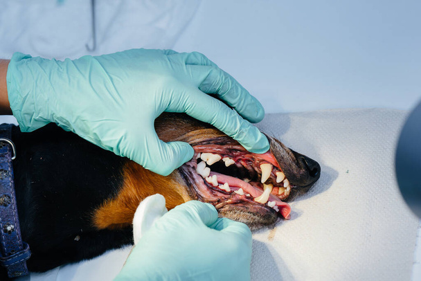 A beautiful thoroughbred dog is given dental cleaning and dental procedures in a modern veterinary clinic - Fotografie, Obrázek