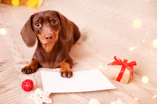クリスマスの願い事リストとソファに寝そべっているダックスフントの子犬。クリスマスグリーティングカード冬のコンセプト。犬の背景 - 写真・画像