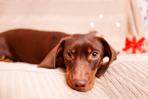 ソファの上に寝そべっているダックスフントの子犬。クリスマスグリーティングカード冬のコンセプト。犬の背景 - 写真・画像