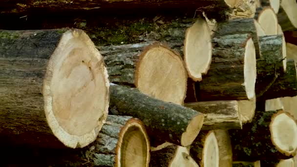 Купка дерев'яних колод. Обробка круглих дерев'яних колод для сортування на лісопильні. Вирізати дерева, готові до видалення
. - Кадри, відео