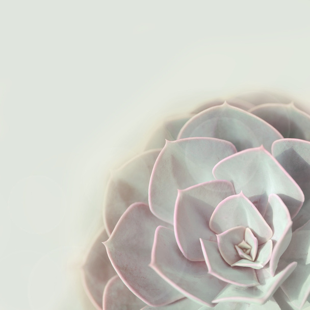 Green plant stone rose - Photo, Image