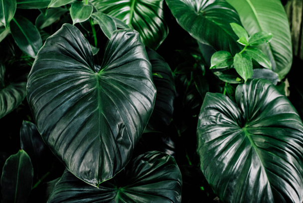 Green concept of leaf nature texture background - Foto, imagen
