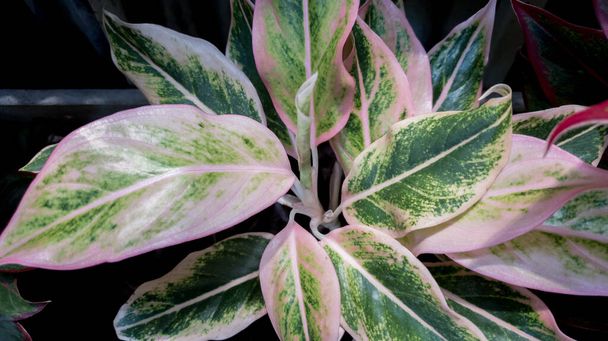 pink and green Aglaonema or Chinese Evergreen ornamental plants at house - Photo, Image