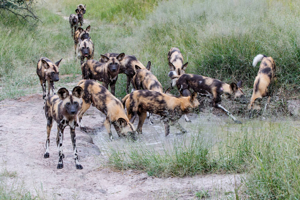 Африканські дикі собаки п'ють у Маньєлеті в заповіднику Великого Крюгера (ПАР). - Фото, зображення