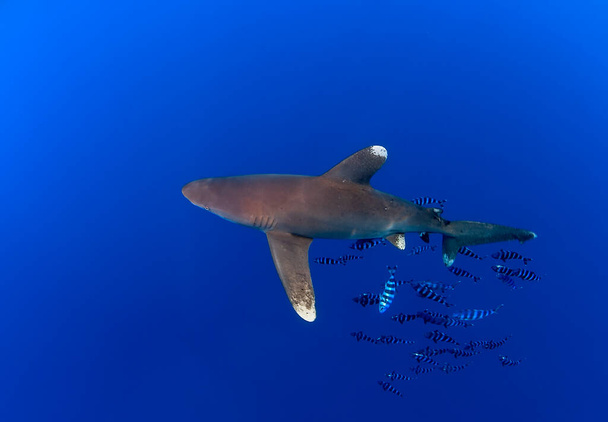 いくつかのパイロット魚と一緒に泳ぐ竜眼サメの上からの眺め - 写真・画像