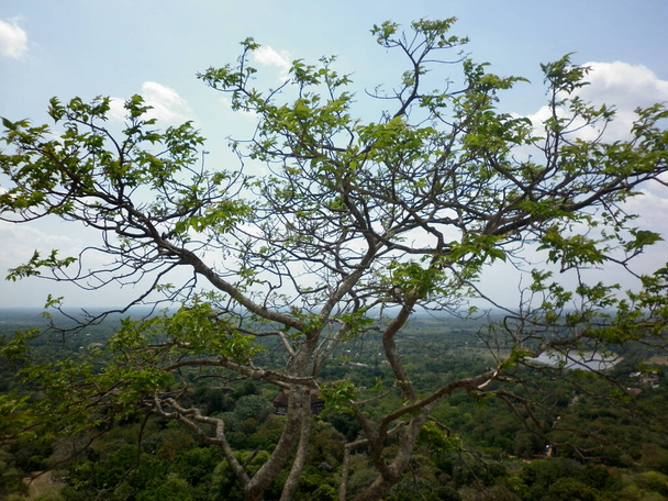 Ένα δέντρο στην κορυφή του βουνού έχει ευρέως διαιρεμένα κλαδιά και φύλλα κάτω από τον γαλάζιο ουρανό - Φωτογραφία, εικόνα