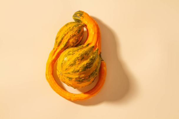 Orange pumpkins on a light paper background, fruits of a fancy curved shape, decorative pumpkins. - Photo, Image
