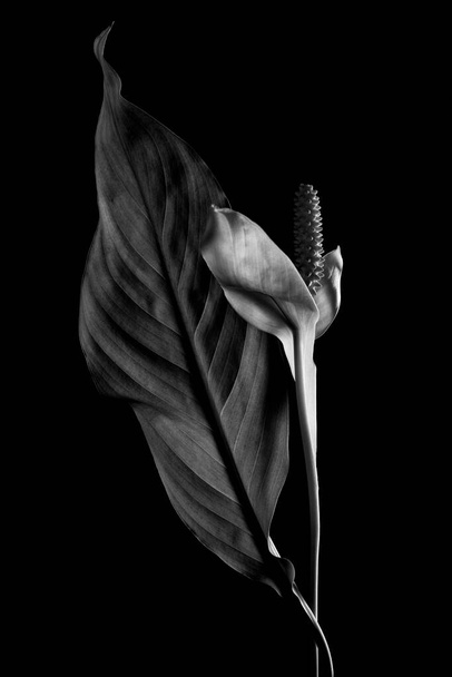 Black and white photo beautiful white flower. - 写真・画像