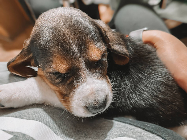 A one-month-old beagle puppy lies on the owner's lap and sleeps sweetly against the background of a blurry home atmosphere and bokeh of hearts. - Fotoğraf, Görsel