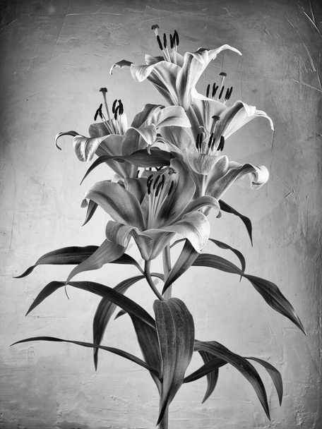 Black and white photo beautiful lily flowers. - Zdjęcie, obraz