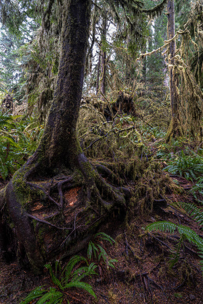Trees in the Rainforest along the Willaby Creek Trail, WA - Photo, Image