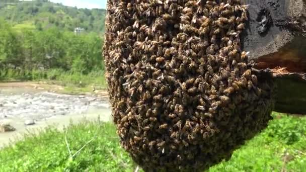 Un essaim d'abeilles sur une branche d'arbre. L'essaimage est le moyen naturel de reproduction d'une colonie d'abeilles mellifères. Dans le processus d'essaimage, une seule colonie se divise en deux ou plusieurs colonies distinctes. - Séquence, vidéo