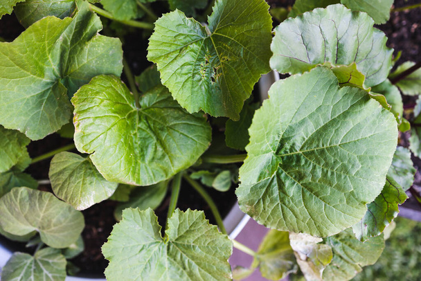 planta de calabaza en maceta al aire libre en jardín de verduras soleado tiro a poca profundidad de campo - Foto, imagen