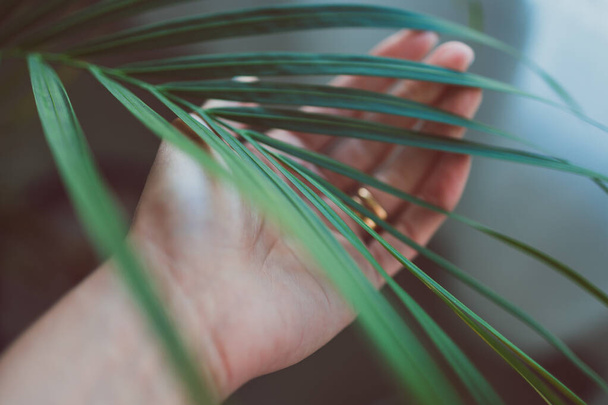close-up of hand touching palm tree leafindoor next to window light shot at shallow depth of field - Foto, imagen