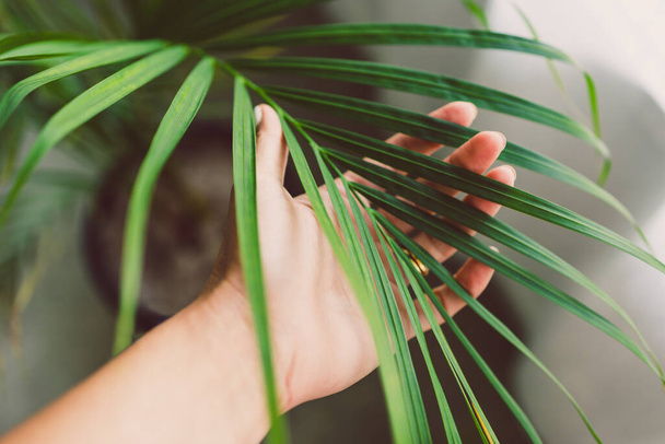 close-up of hand touching palm tree leafindoor next to window light shot at shallow depth of field - Zdjęcie, obraz