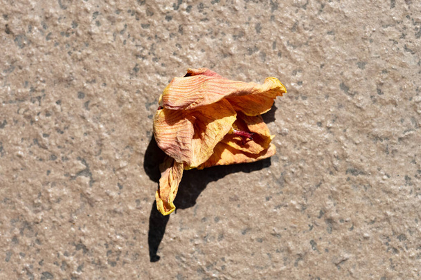 ξεθωριασμένο λουλούδι στο έδαφος - Φωτογραφία, εικόνα