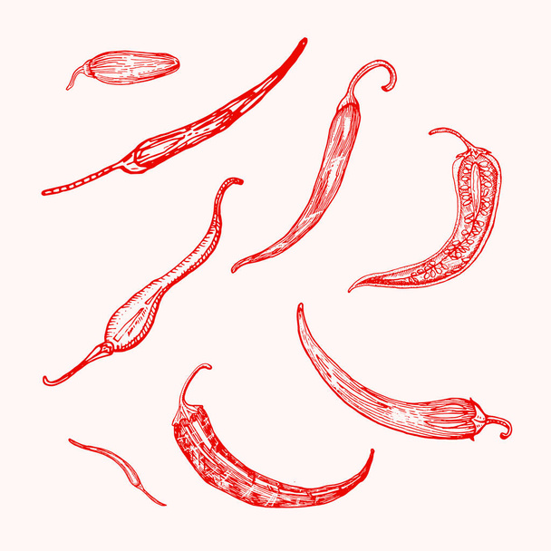 Chiles rojos picantes en estilo vintage. Ingredientes de ensalada. Hortalizas. Ilustración vectorial. Dibujo retro grabado a mano. Estilo Doodle - Vector, imagen