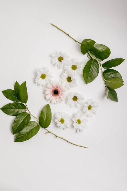 フラワーコンセプト。白い背景に美しい花や菊の葉のフレーム。フラトリー、スペースをコピーして. - 写真・画像