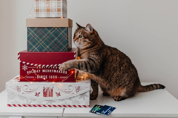 Christmas holiday online shopping. Gift boxes, lights. Festive season. Christmas gifts. Red, green, white, golden colors. Cute pet sits next to gifts. Holiday online shopping. Using credit cards. - Foto, Imagen