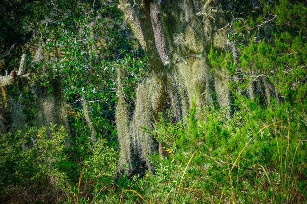 Musgo español en arbustos del sur - Foto, imagen