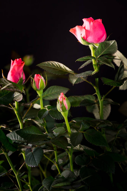 bouquet of beautiful rose close-up on a black background - Fotó, kép