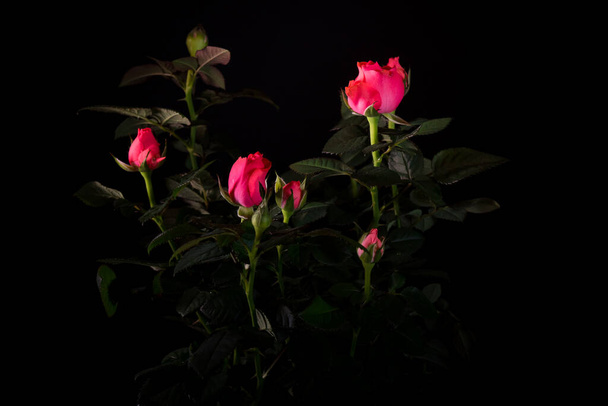 Strauß schöner Rosen in Nahaufnahme auf schwarzem Hintergrund - Foto, Bild