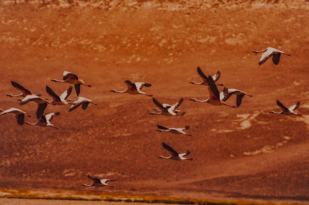 Chilean flamingos in the Atacama desert - Photo, Image