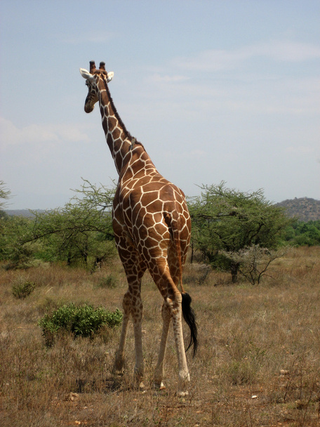Reticulated Giraffe, Giraffa camelopardalis reticulata, in Samburu National Park, Kenya, Africa - Photo, Image