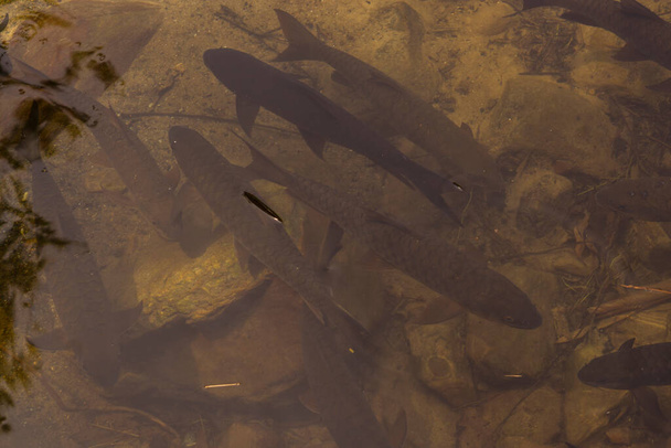 hnědá ryba ve sladkovodním jezírku  - Fotografie, Obrázek