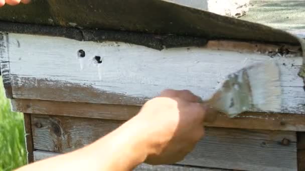 夏のための蜂の巣の春の準備。木製の板をペイントするために特別な白い塗料とブラシを使用して男性養蜂家 - 映像、動画