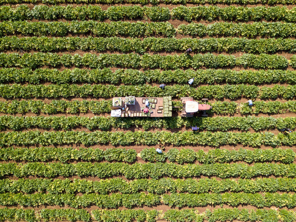 Фермери завантажують щойно зібраний Zucchini в коробці на трейлері в сільському господарстві..  - Фото, зображення