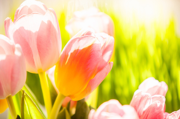 piros, sárga tulipán ellen füvet, süt a nap - Fotó, kép