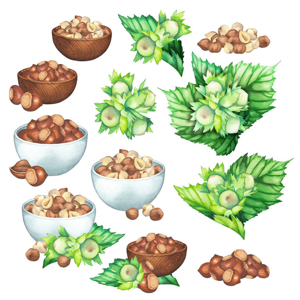 葉やナッツのヘーゼルナッツと緑のヴィネットの水彩ボウル - 写真・画像
