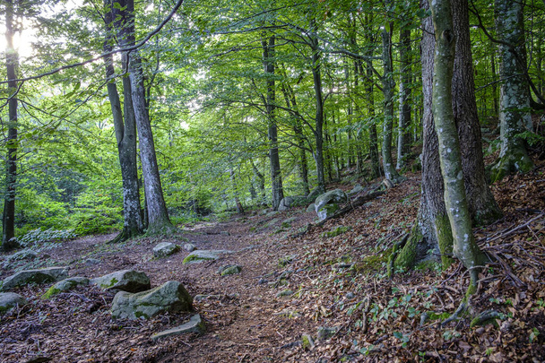 Beech forest in Santa Fe de Montseny, in the province of Barcelona, Catalonia, Spain. It is the only Natural Park in Catalonia classified as a Biosphere Reserve. - Photo, Image