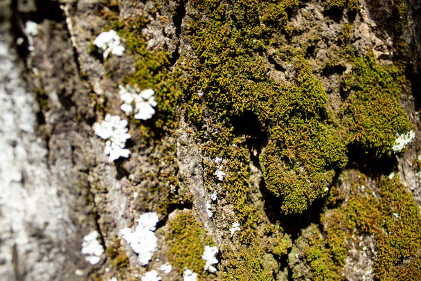 Eikenboom met dank aan mos en schimmel - Foto, afbeelding