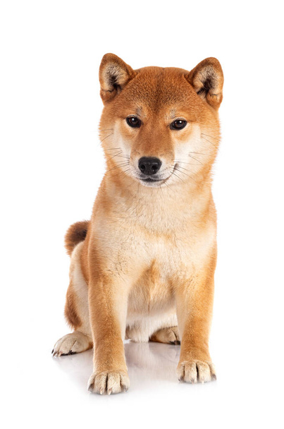 shiba inu in front of white background - Foto, Imagen