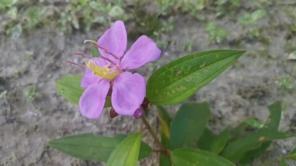 planě fialový melastom malabathricum květ rostlina - Záběry, video