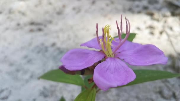 wilde lila Melastoma malabathricum Blütenpflanze - Filmmaterial, Video