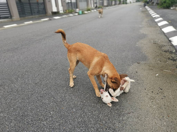 Brauner streunender Hund tyrannisiert weißen Welpen an der Straße. - Foto, Bild