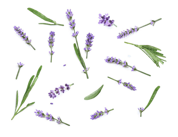 Watercolor Lavender flowers isolated on a white background - Foto, imagen