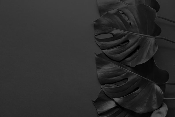 Fekete trópusi monstera levelek sötét háttérrel helyet a szöveg - Fotó, kép