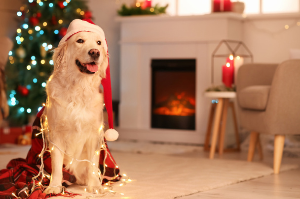 Милая собака дома в канун Рождества - Фото, изображение
