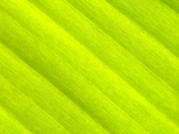 Close up of banana green leaf textured.Background nature - Photo, Image