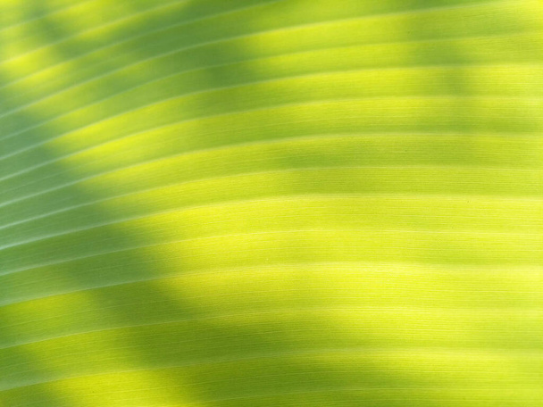 Primer plano de plátano verde hoja textured.Background naturaleza - Foto, imagen