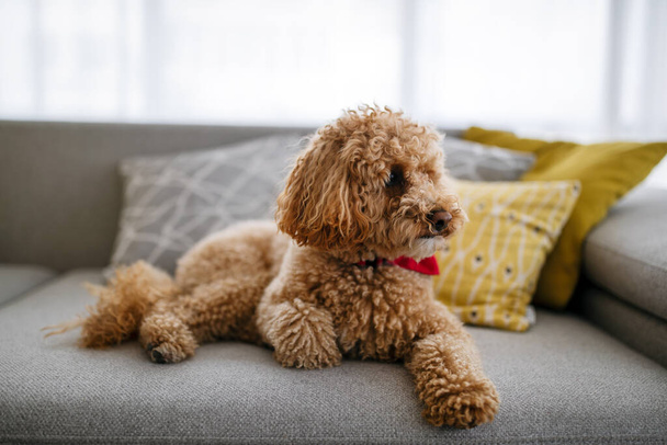 Cute little dog, poodle brown puppy at home - Foto, Bild