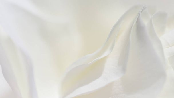 Абстрактный цветочный фон, лепестки белых цветов роз. Макроцветки для праздничного оформления. Мягкий фокус. - Фото, изображение