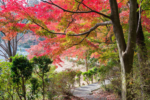 Kyoto, Giappone - Colore delle foglie autunnali al Tempio di Jurinji (Narihira-dera) a Kyoto, Giappone. Il Tempio originariamente costruito nell '850. - Foto, immagini